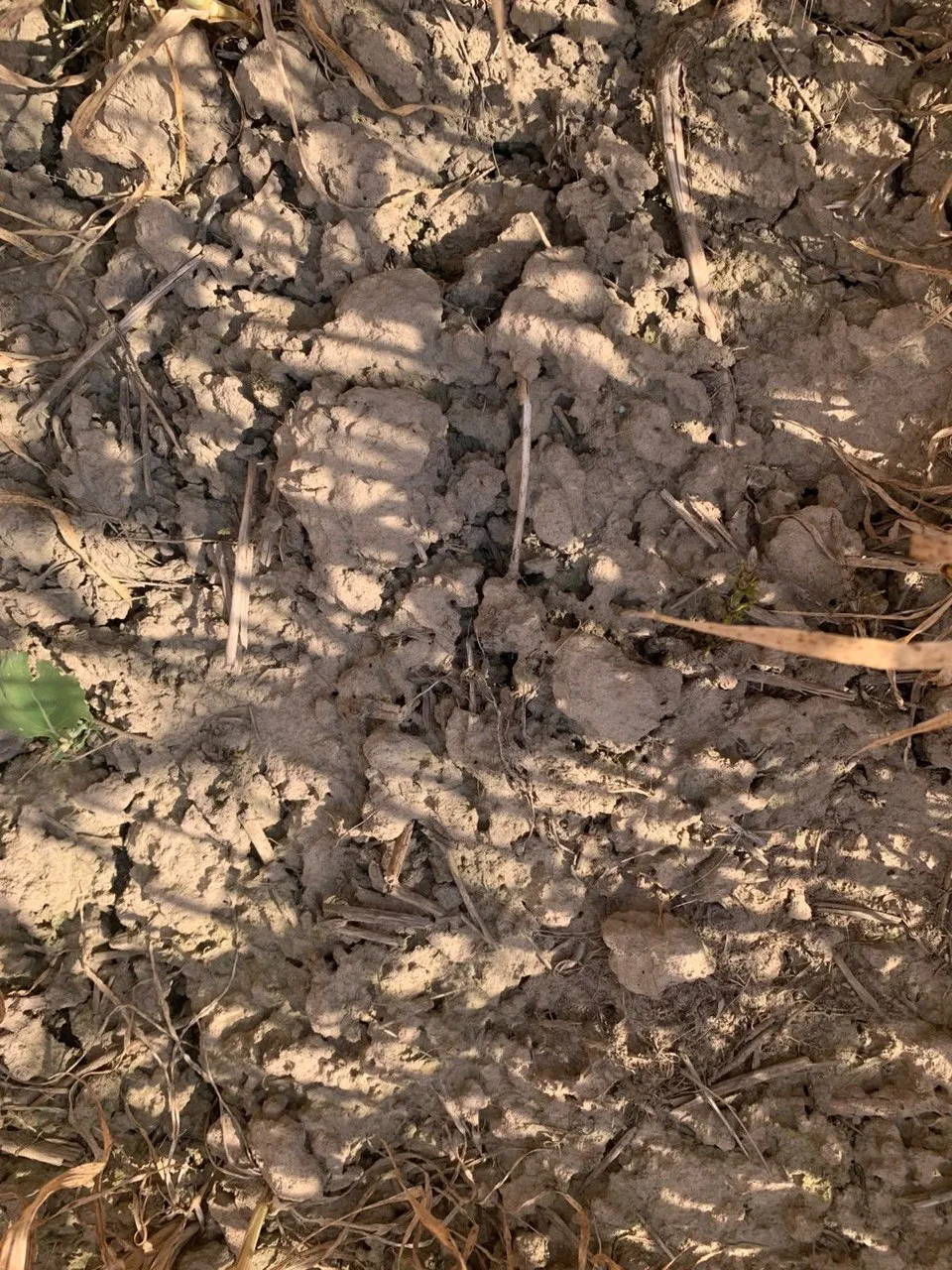 Video: Western Ukraine Is Suffering from Drought