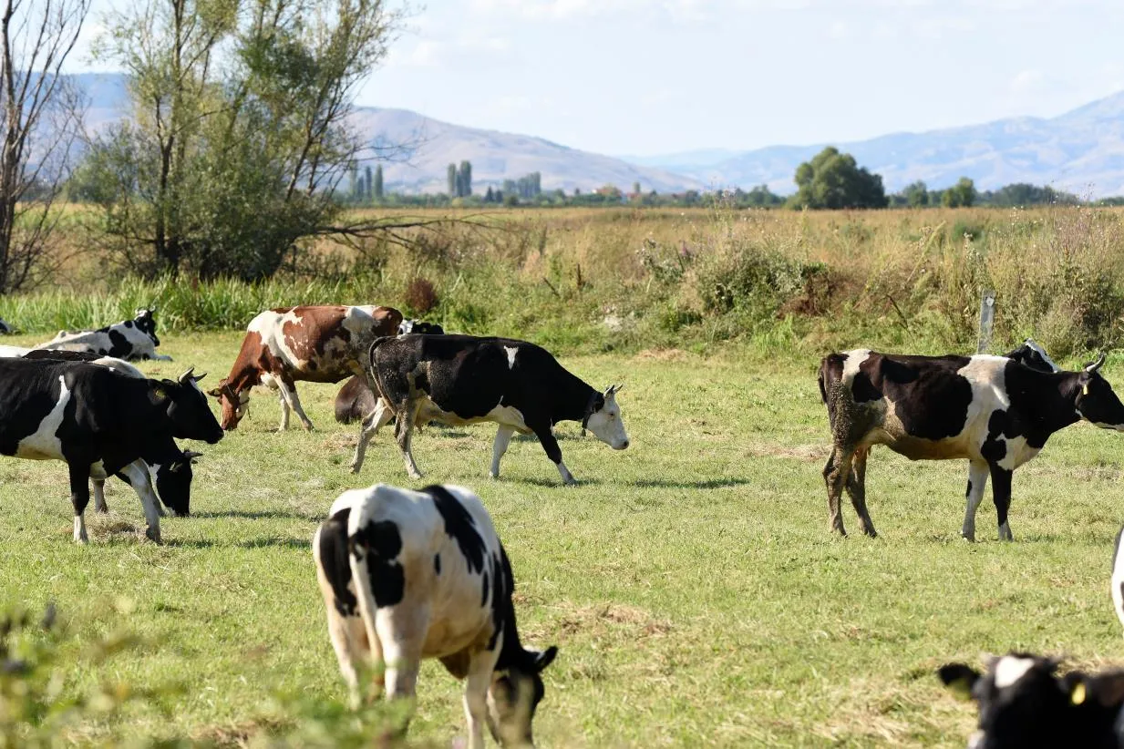 Епідемія небезпечного вірусу тварин спалахнула в Росії, але там це приховують