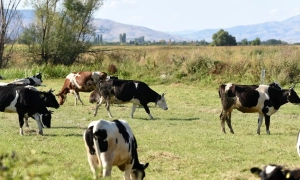 Естонія вважає, що НАТО не прийме Україну до деокупації