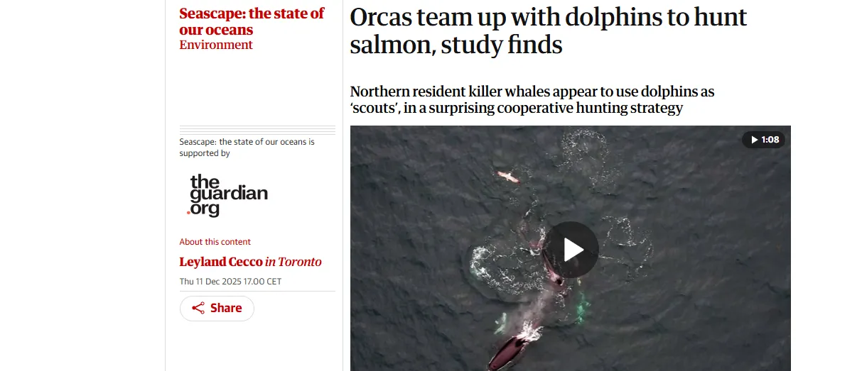 Косатки та дельфіни полюють разом — The Guardian