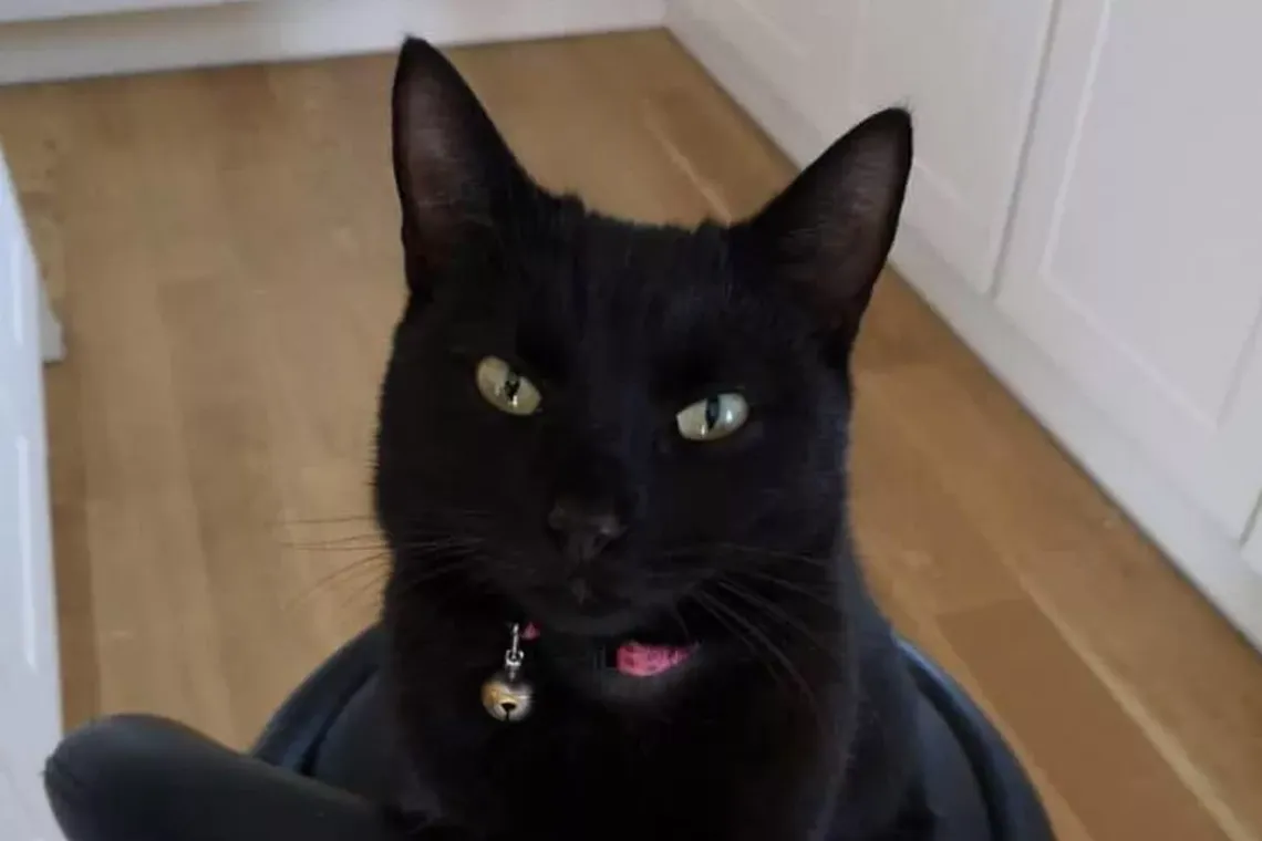 Кішка повернулася до родини через п'ять років зникнення — Mirror