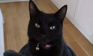 Рада Європи збереться на історичний саміт через війну в Україні