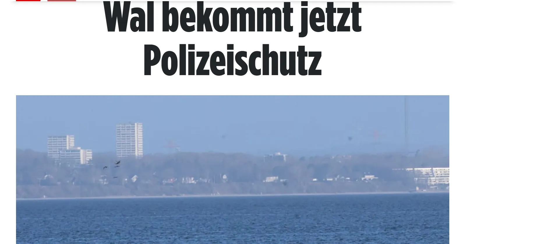 Кит зміг самостійно звільнитися з мілини біля берегів Німеччини — Bild