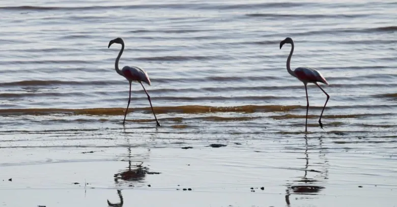 У нацпарки на Одещині прилетіли перші фламінго