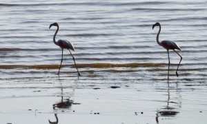 НАЗК оприлюднило дані про покарання корупціонерів