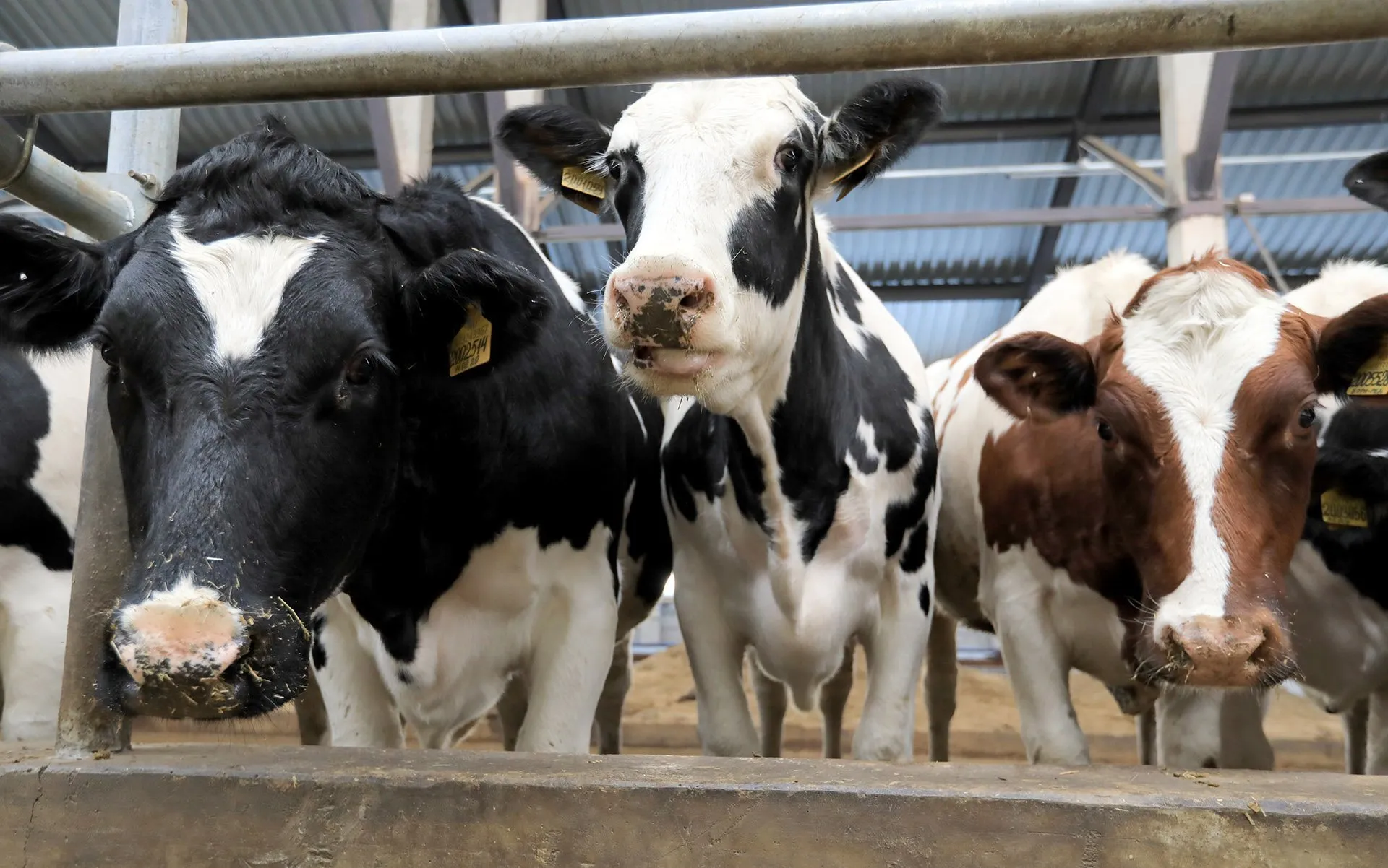 У Новосибірській області рф селяни назвали знищення худоби провокацією проти Путіна