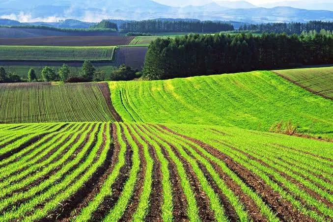 The price of agricultural land in Ukraine has nearly tripled over the past five years — KSE