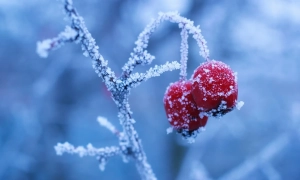 У МЗС повідомили, чи приїде Байден в Україну в цьому році