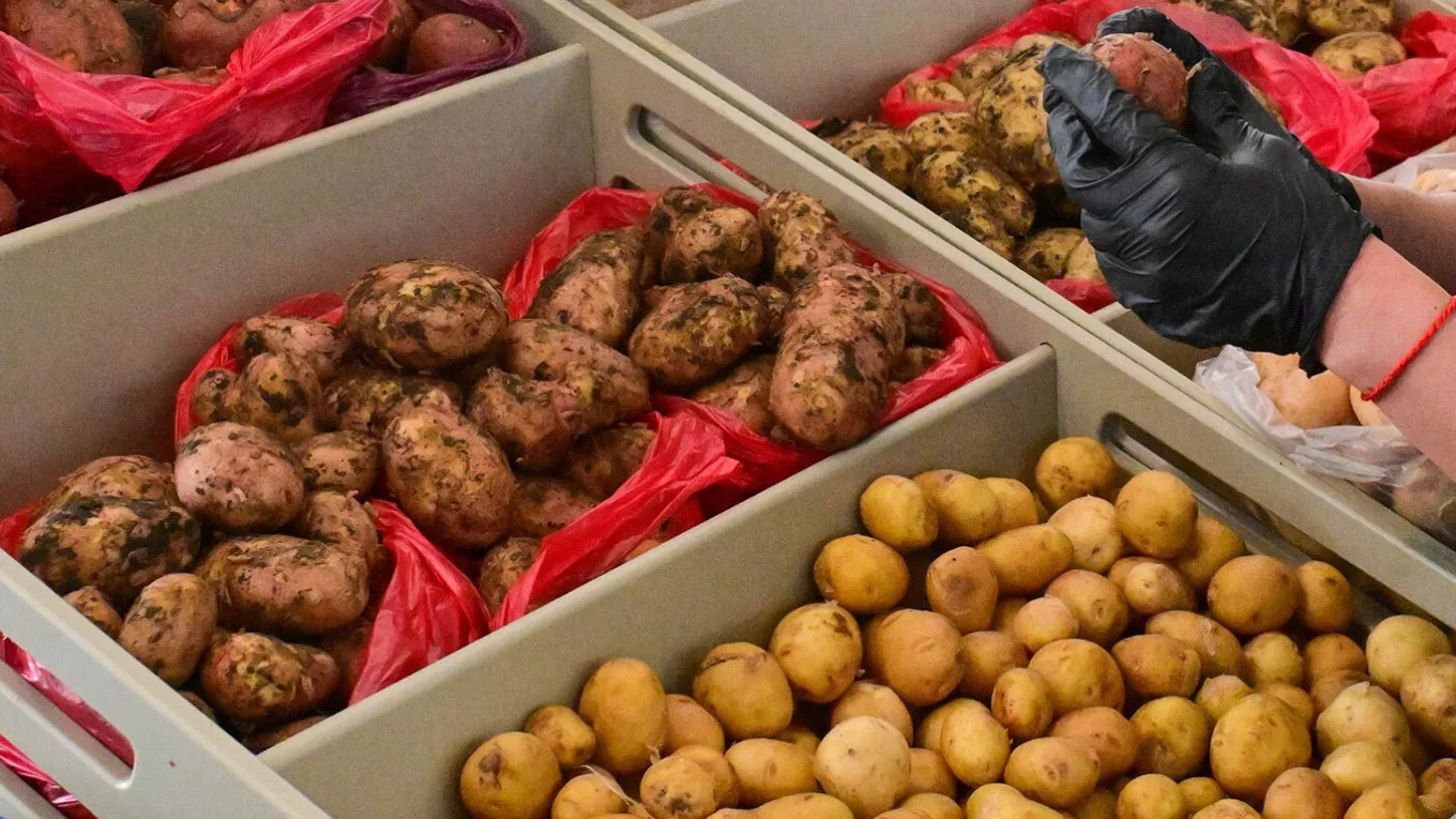 В России сократился урожай картофеля, а цены в магазинах резко выросли