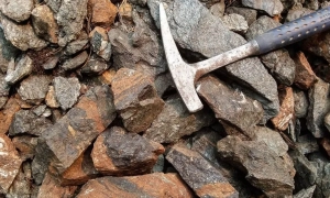 Вчені розробили революційну вакцину проти раку для собак