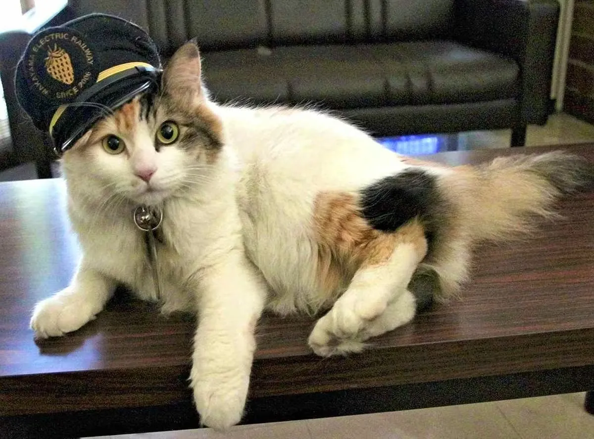 Відео: У Японії кішку урочисто призначили доглядачкою залізничної станції