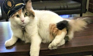 Мер з Боснії під час відпустки в Чорногорії назвав чорногорців вигаданою нацією