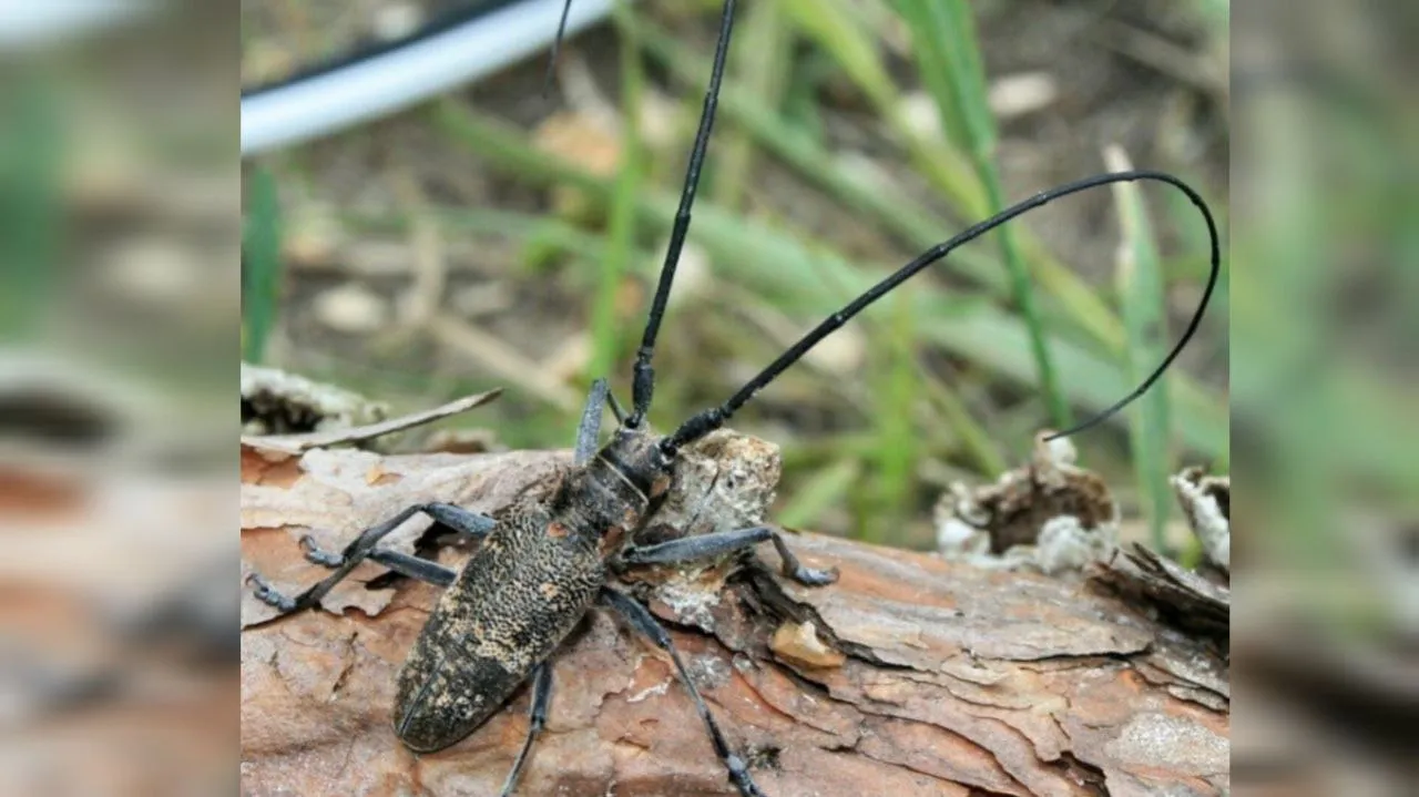 Європейські ліси під загрозою: у Франції виявили небезпечного «соснового хробака»