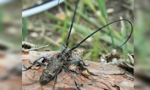 Хакери здійснили кібератаку на МЗС Канади
