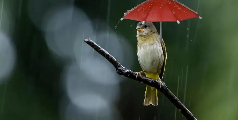 Осінні дощі повертаються: прогноз на 5 листопада по Україні