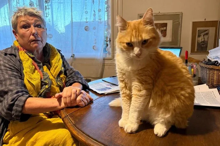 У Франції кіт приніс господині штраф у розмірі €1250