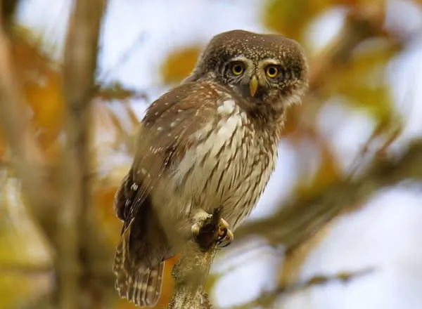 Найменша сова України оселилась у Чорнобильському заповіднику