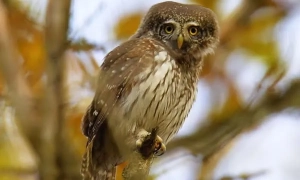 Я планую провести зустріч із Зеленським на майбутньому тижні – Трамп 