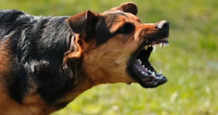 На Полтавщині собака накинулась на людей, серед постраждалих — діти