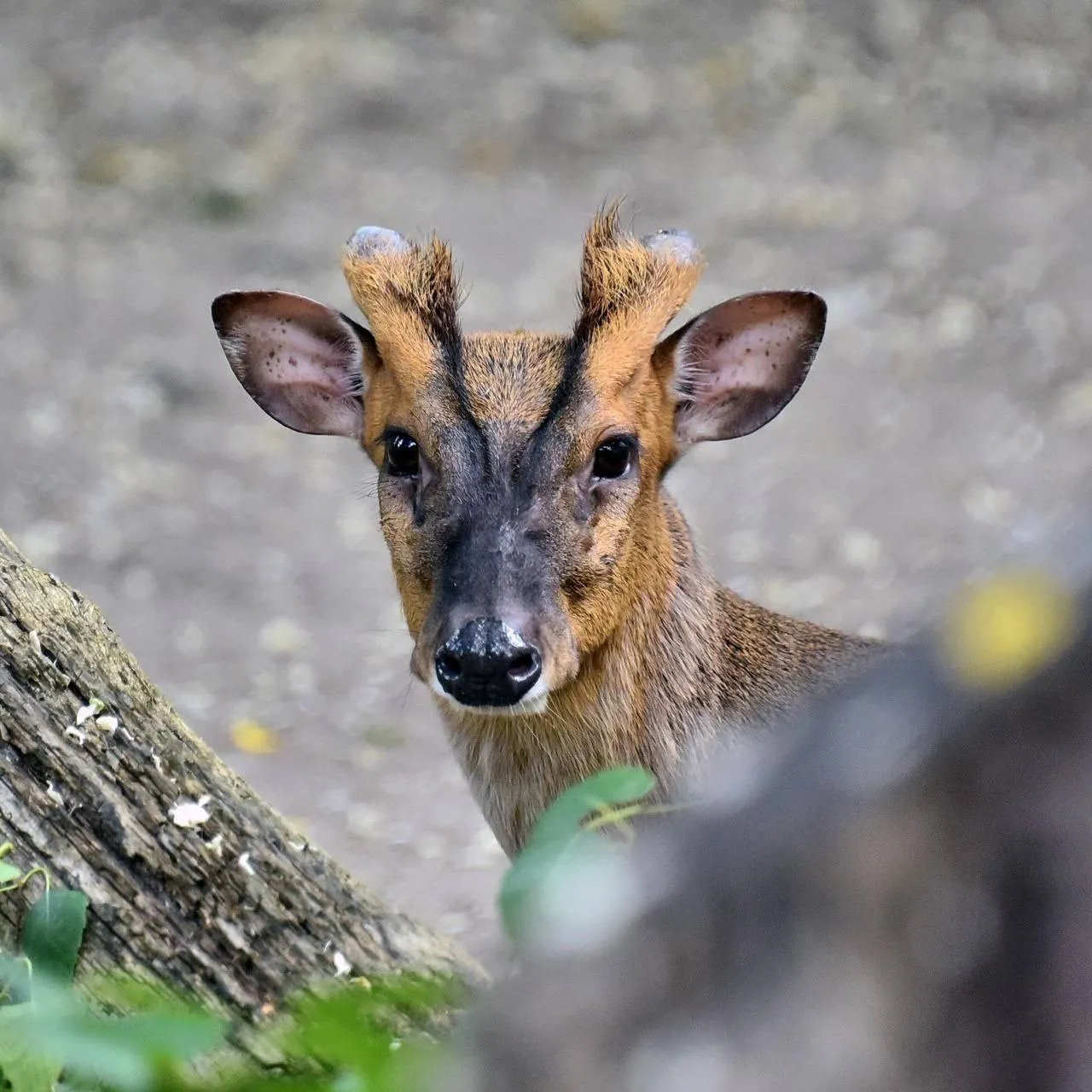 У київському зоопарку постраждалий, після атаки рф, олень відновлюється після травми