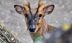Хто буде новим главою МОЗ: у Раді є подання на призначення 