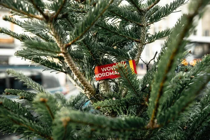 У Києві оголосили актуальні ціни на новорічні ялинки та сосни