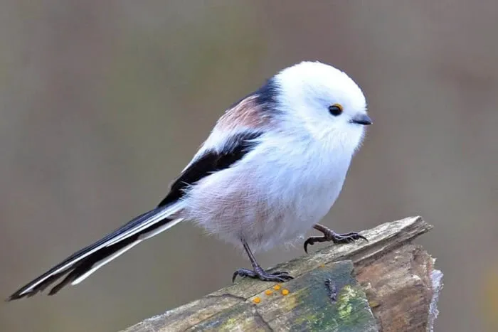 У Чорнобильській зоні зафіксували рідкісну синицю довгохвосту