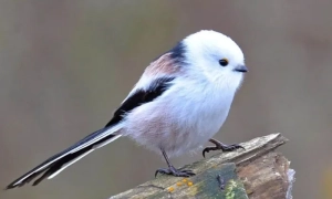 В МЗС України відреагували на видачу російських паспортів жителям ОРДЛО