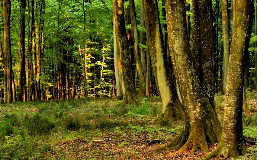 У Польщі гелікоптерний вантаж упав у ліс через страйк на заводі