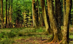 Адольф Гітлер знову балотується до регіональної ради в Намібії — New York Post