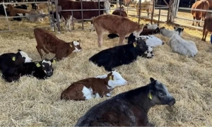 Держатом: ЗАЕС наразі живиться від однієї лінії 