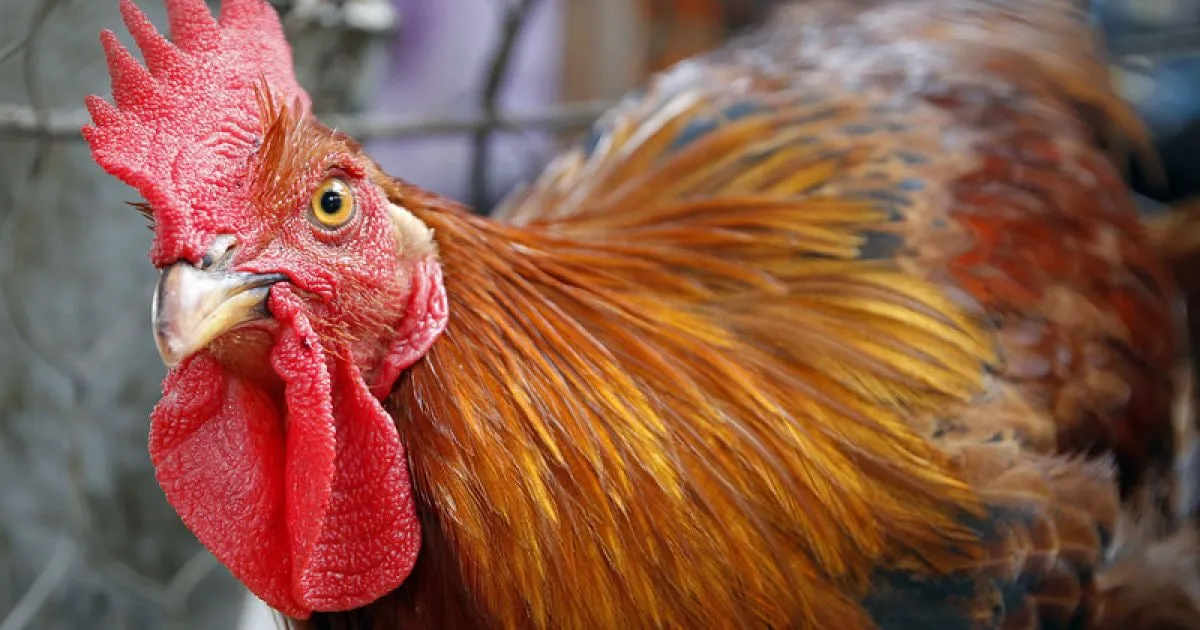 У Норвегії муніципалітет втрутився в суперечку через надто гучного півня