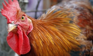 Протести в Білорусі: правоохоронці відкрили кримінальні справи на учасників акцій