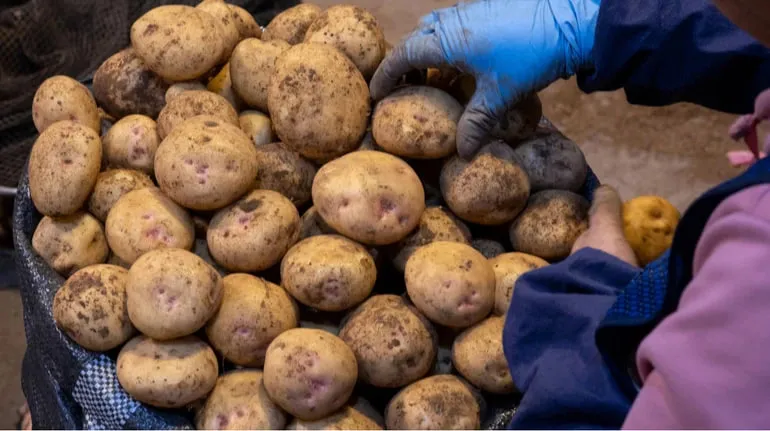 В Україні імпорт картоплі зріс у п’ять разів: хто постачає найбільше
