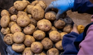 «Назвали наводчицею військкомату»: на Івано-Франківщині натовп жінок напав на матір з дитиною  