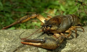 Україна та Британія підписали ліцензійну угоду на виробництво дронів-перехоплювачів Octopus