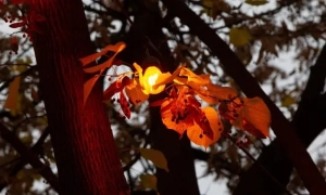 В Україні може зникнути Кіровоградська область