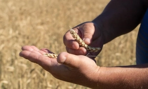 Посла Португалії викликали до МЗС через дані про блокування згадки про депортацію кримських татар