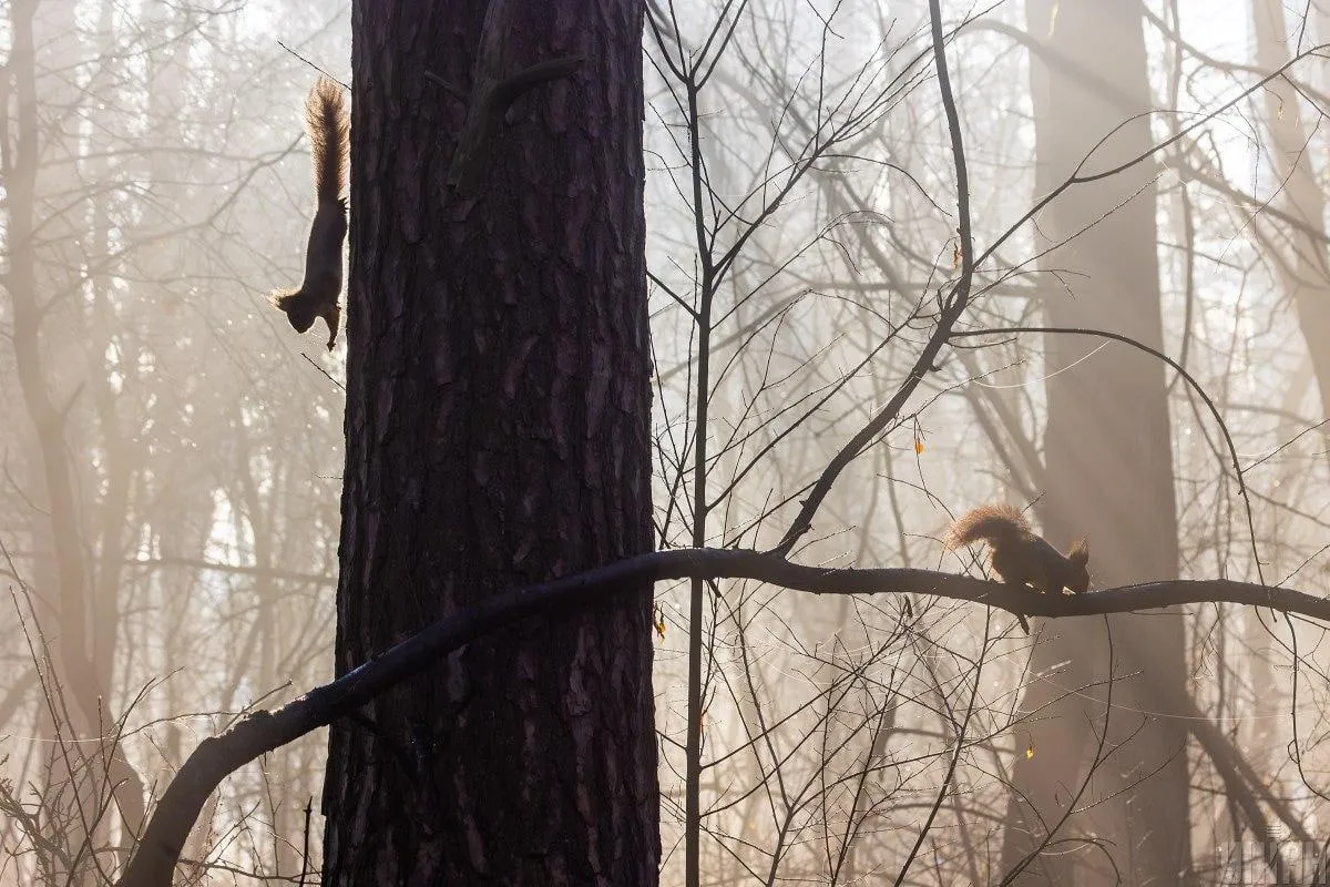 Погода в Україні 3 грудня буде хмарною та туманною - Укргідрометцентр