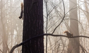 Протиповітряний щит Німеччини розширюється: Arrow-3 зможе збивати ракети ще над рф