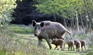 Поширення коронавірусу: Україна евакуює іноземців з Китаю, число жертв досягло 1900 чоловік