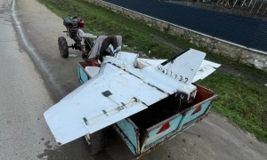 У Каталонії скоротять популяцію диких кабанів через африканську чуму свиней