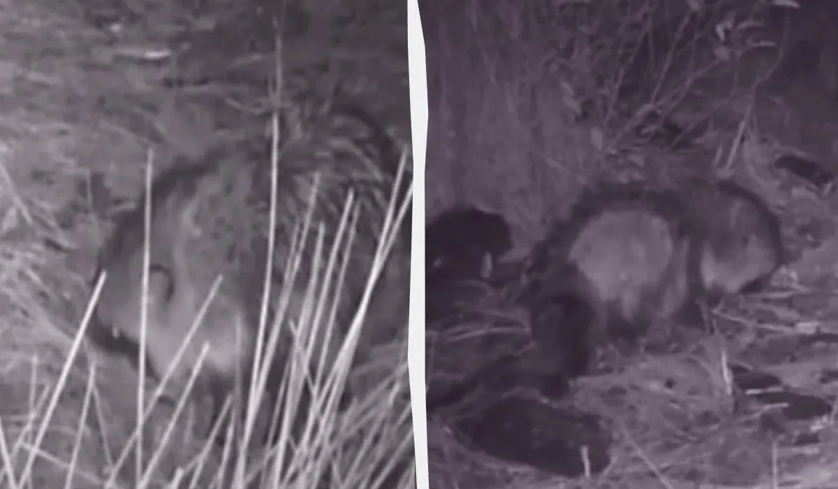 У Чорнобилі помітили всеїдного єнотоподібного собаку - відео