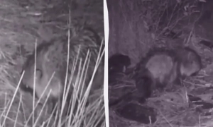 Боррель підтвердив наближення України до Євросоюзу