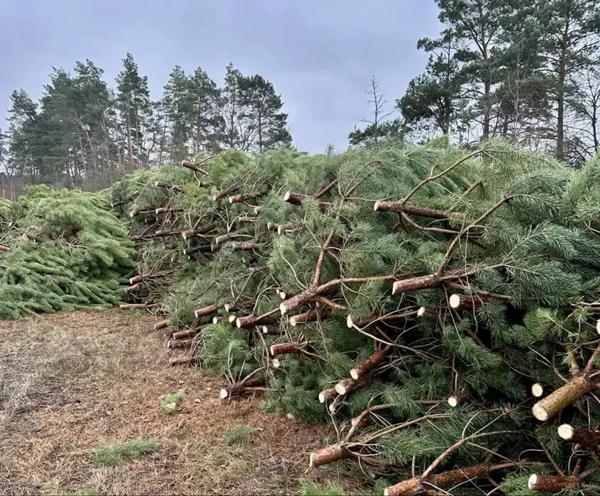 В Україні суттєво зросли штрафи за нелегальне вирубування новорічних ялинок
