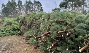 Трамп вимагав від Зеленського відповіді на мирну угоду протягом «кількох днів» – Financial Times