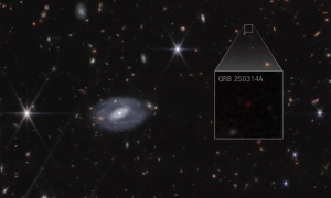 На росії запропонували мобілізувати на війну безпритульних собак