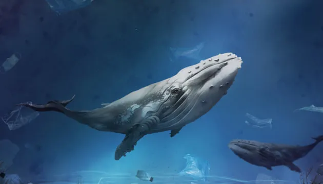 Дрони допомогли науковцям знайти небезпечний вірус у китів Арктики