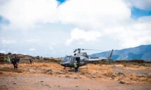 Різдво на гребені хвилі: як Гонолулу замінило оленів на дельфінів, а ялинки — на пальми