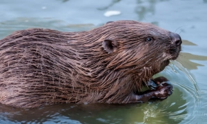 Байден розійшовся з Держдепом у питанні про санкції проти «Північного потоку-2»